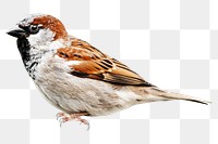 Sparrow png collage element, transparent background