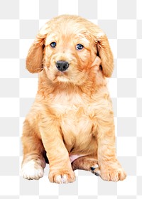 Cute puppy png, design element, transparent background