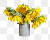 Withered sunflower png pot flower, transparent background