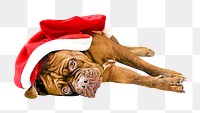 Christmas dog png, design element, transparent background