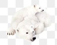 Polar bear png, design element, transparent background