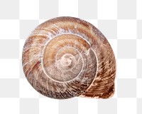 Snail shell png, design element, transparent background