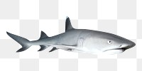 White shark png, design element, transparent background