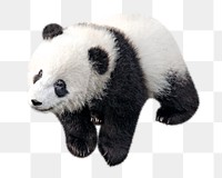 Panda png, design element, transparent background