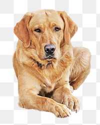 Labrador retriever dog png pet, transparent background