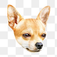 Chihuahua portrait png, design element, transparent background