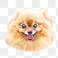 Pomeranian dog png collage element, transparent background