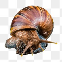 Brown snail png, design element, transparent background