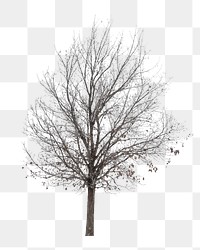 PNG Autumn tree, collage element, transparent background