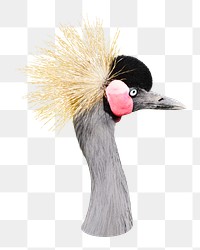 Grey crowned crane png collage element, transparent background