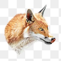 PNG fox, wildlife, collage element, transparent background