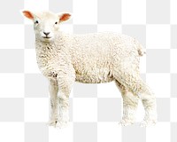 Baby sheep png, design element, transparent background