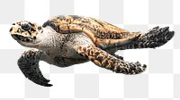 Sea turtle png, design element, transparent background