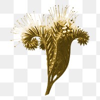 Vintage dried png flower, transparent background