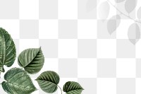 Leaf border png tropical, transparent background