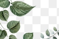Leaf border png tropical, transparent background