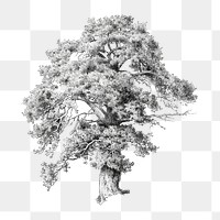 PNG Vintage oak tree illustration transparent background. Remixed by rawpixel.