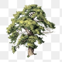 PNG Vintage oak tree illustration transparent background. Remixed by rawpixel.