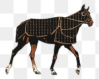 PNG Horse animal illustration transparent background. Remixed by rawpixel.
