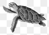 PNG Sea turtle, animal illustration transparent background. Remixed by rawpixel.