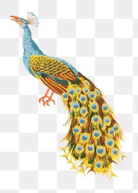 PNG Peacock bird illustration transparent background. Remixed by rawpixel.