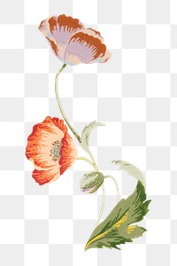 PNG Vintage poppy flower illustration transparent background. Remixed by rawpixel.