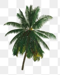 PNG Palm tree illustration transparent background. Remixed by rawpixel.