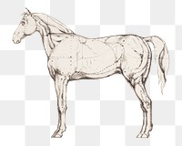 PNG Anatomical Study of Horse illustration transparent background. Remixed by rawpixel.