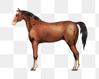 PNG Horse farm animal illustration transparent background. Remixed by rawpixel.