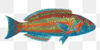 PNG Vintage fish illustration transparent background. Remixed by rawpixel.