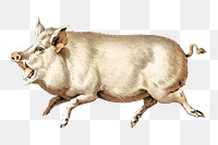 PNG Pig, vintage farm animal illustration, transparent background.  Remixed by rawpixel. 