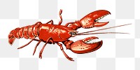 PNG Crawfish, vintage sea animal illustration, transparent background.  Remixed by rawpixel. 