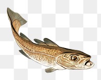 PNG Fish, vintage sea animal illustration, transparent background.  Remixed by rawpixel. 