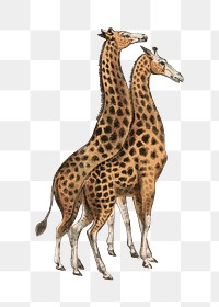 PNG Giraffe, vintage animal illustration, transparent background.  Remixed by rawpixel. 