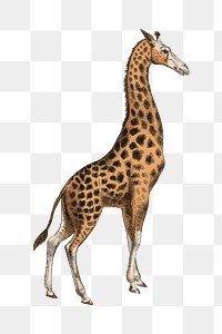 PNG Giraffe, vintage animal illustration, transparent background.  Remixed by rawpixel. 