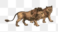 PNG Lion, vintage animal illustration, transparent background.  Remixed by rawpixel. 