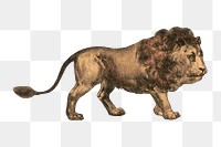 PNG Lion, vintage animal illustration, transparent background.  Remixed by rawpixel. 