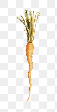 PNG Carrot, vegetable illustration by Johanna Fosie, transparent background.  Remixed by rawpixel. 