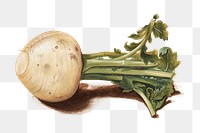 PNG Turnip, vegetable illustration by Johanna Fosie, transparent background.  Remixed by rawpixel. 