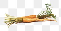 PNG Carrot, vegetable illustration by Johanna Fosie, transparent background.  Remixed by rawpixel. 