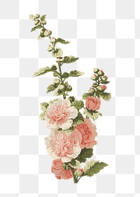 PNG Vintage pink flower, botanical illustration, transparent background.  Remixed by rawpixel. 