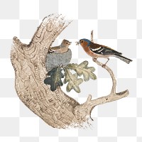 PNG Chaffinch, bird illustration by Joseph Wolf, transparent background.  Remixed by rawpixel. 