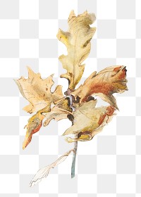 PNG Autumn oak leaf, botanical illustration by John Ruskin, transparent background.  Remixed by rawpixel. 