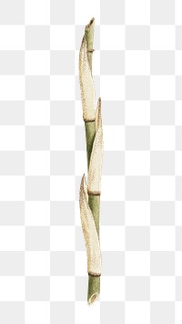 PNG Bamboo tree, vintage botanical illustration by James Bruce, transparent background.  Remixed by rawpixel. 