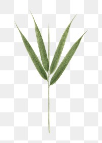 PNG Bamboo leaf, vintage botanical illustration by James Bruce, transparent background. Remixed by rawpixel.