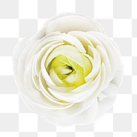 White rose png flower, transparent background
