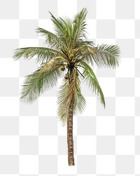 Coconut palm tree png, transparent background