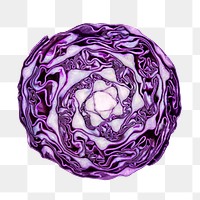 Purple cabbage png, cut in half, transparent background