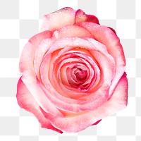 Pink rose png flower, transparent background