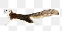 Adorable squirrel png, design element, transparent background